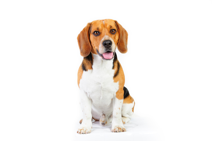 The Beggin Beagle Blog