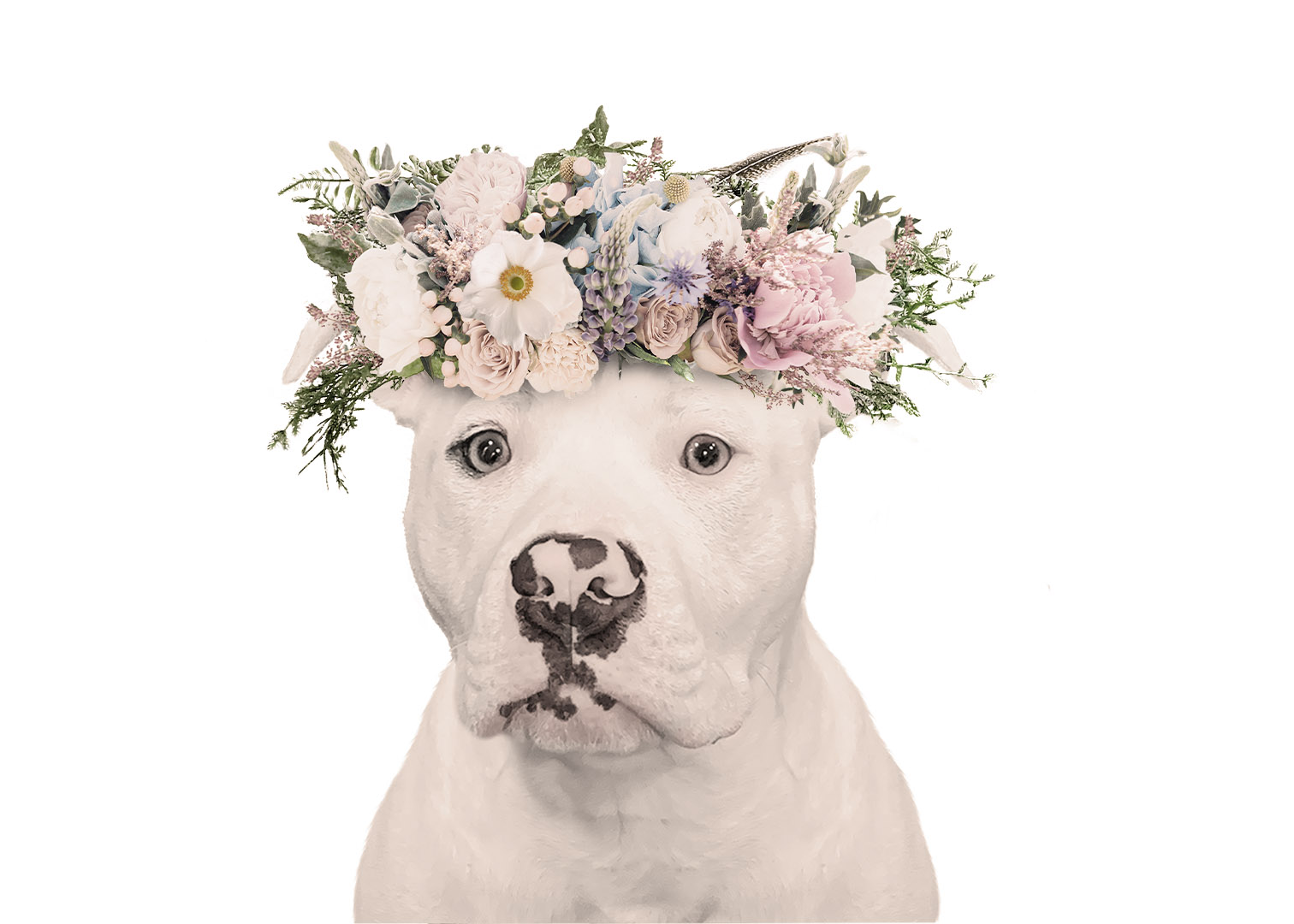 Understanding Your Pit Bulls Allergies: Tips for a Happy, Healthy Pup