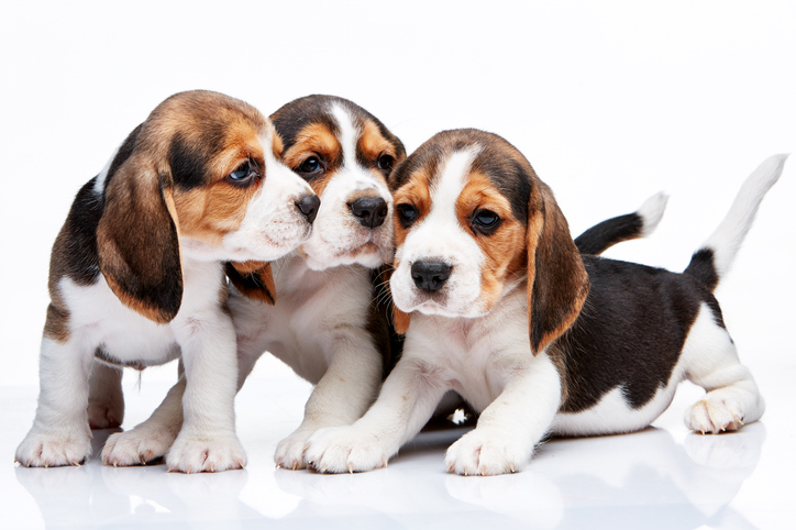 Healthy Dog Treats Recipes for Happy, Growing Puppies