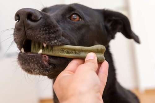 Greenies Dental Treats: Fresh Breath and Healthy Teeth For Your Dog