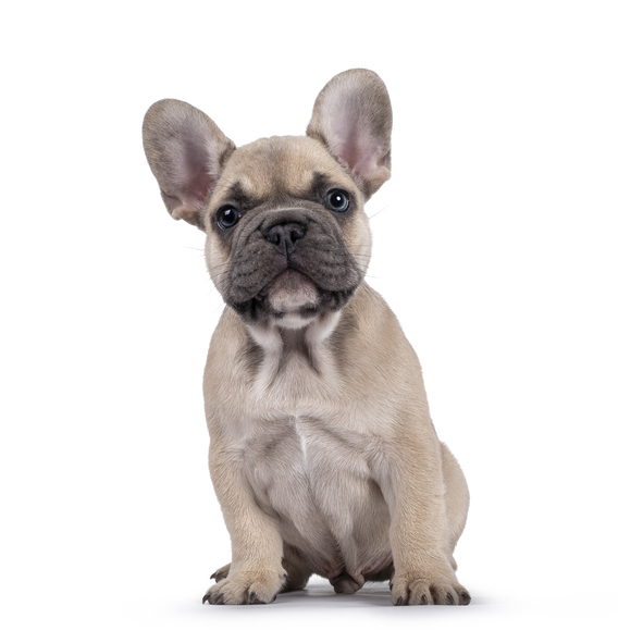 Keeping Your Furry Friends Happy and Healthy: Essential Pet Care Tips