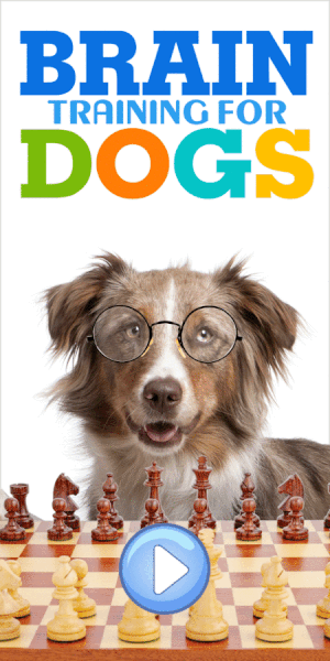 Dog Training Tips: Who Says You Can’t Teach an Old Dog New Tricks?